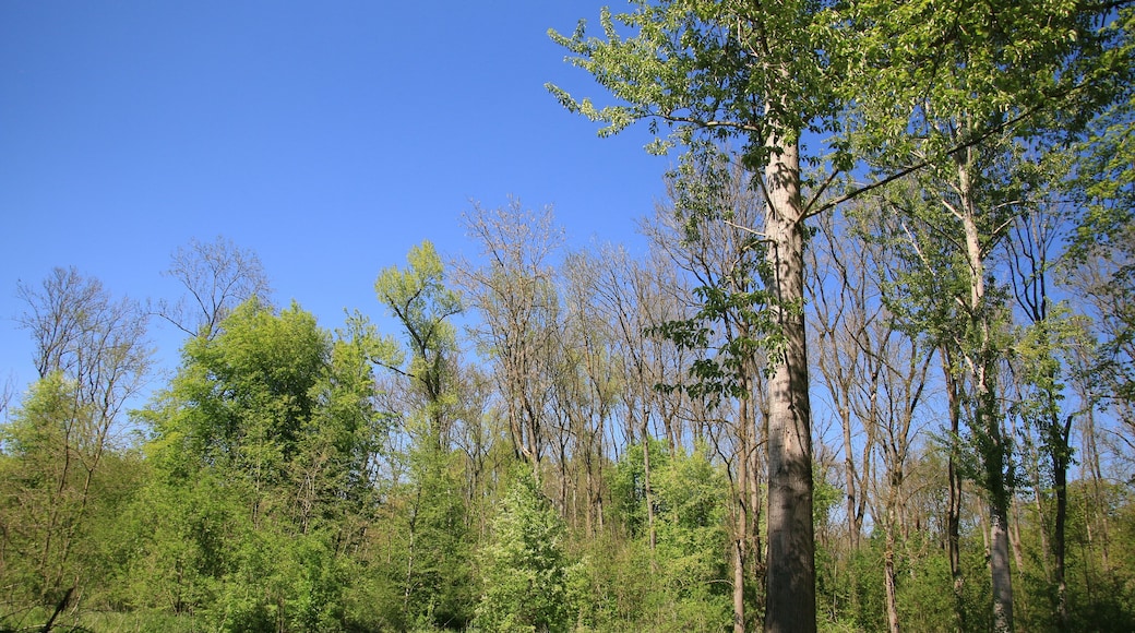 (NSG:BY-NSG-00159.01)_Vogelfreistätte Feldheimer Stausee