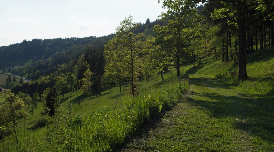 Blick vom Waldstetter Hohlgraben auf den Heinzenberg (unteren Teil des freien Hügels), Stein (oberer Teil des freien Hügels), Untere Klinge (links)