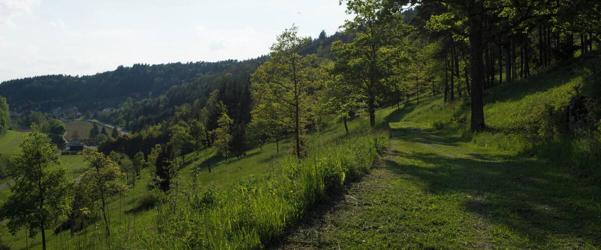 A lush valley with rolling hills, dense forests, and a winding path.