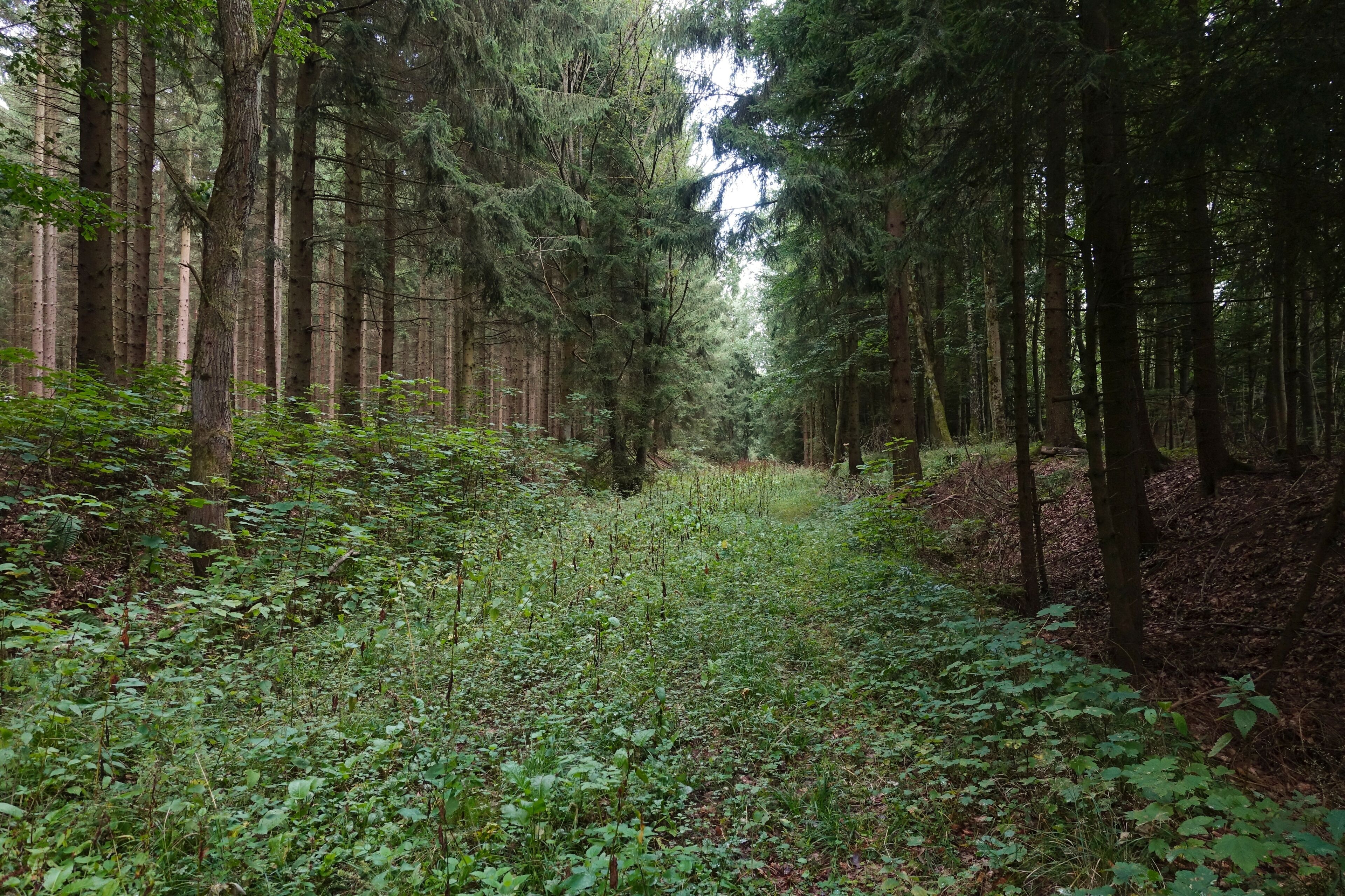 Former siding (rail) to the military airfield Fliegerhorst Dornberg (1937-1945)