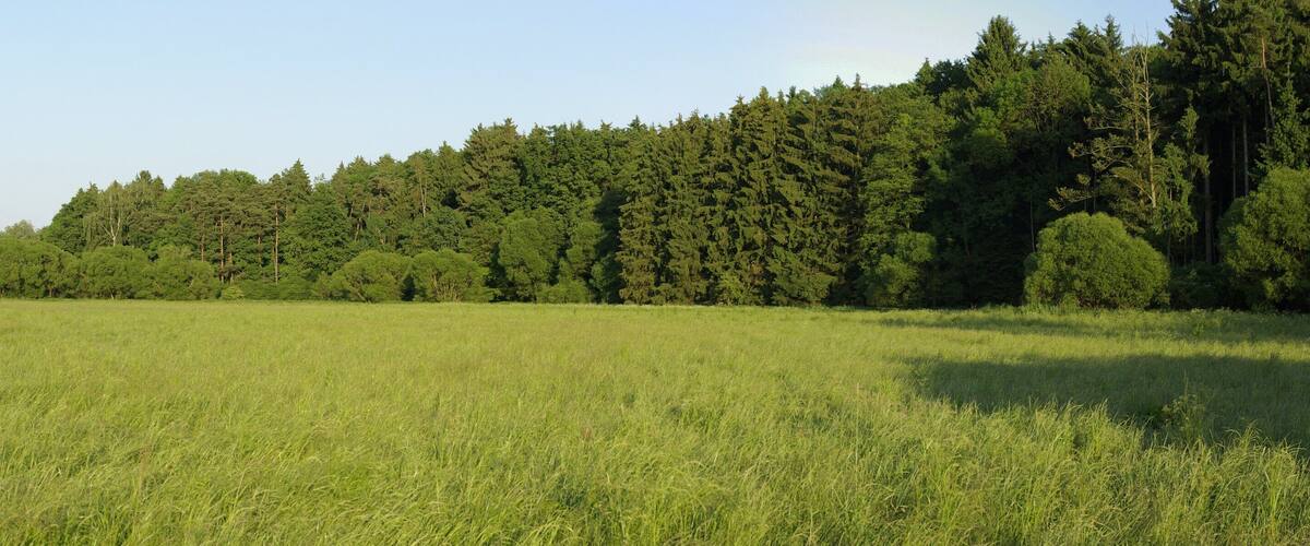 A grassy field with a dense forest in the background.