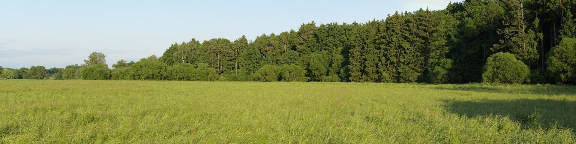 A grassy field with a dense forest in the background.