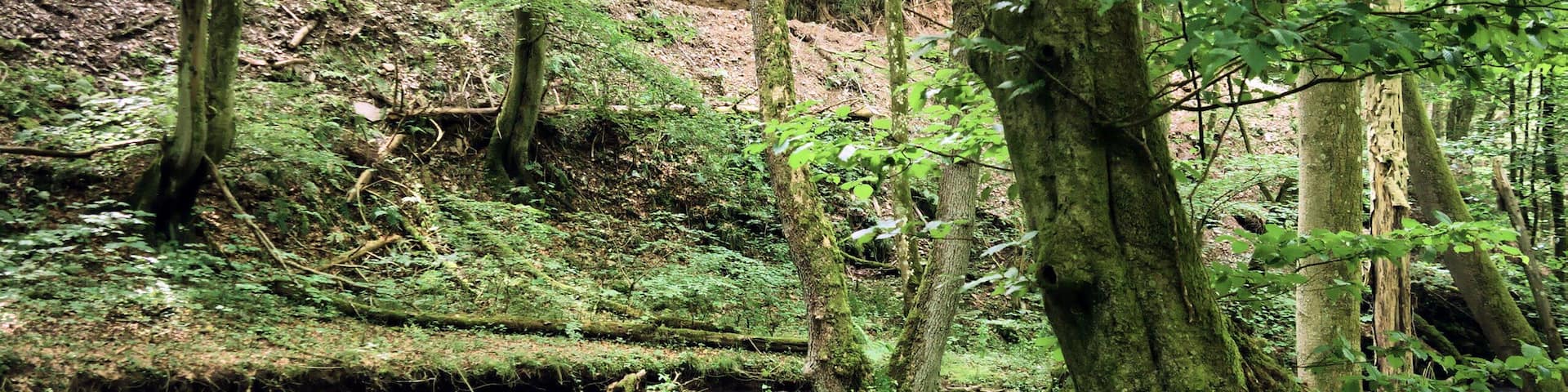 This image was uploaded as part of Wiki Loves Earth 2018.