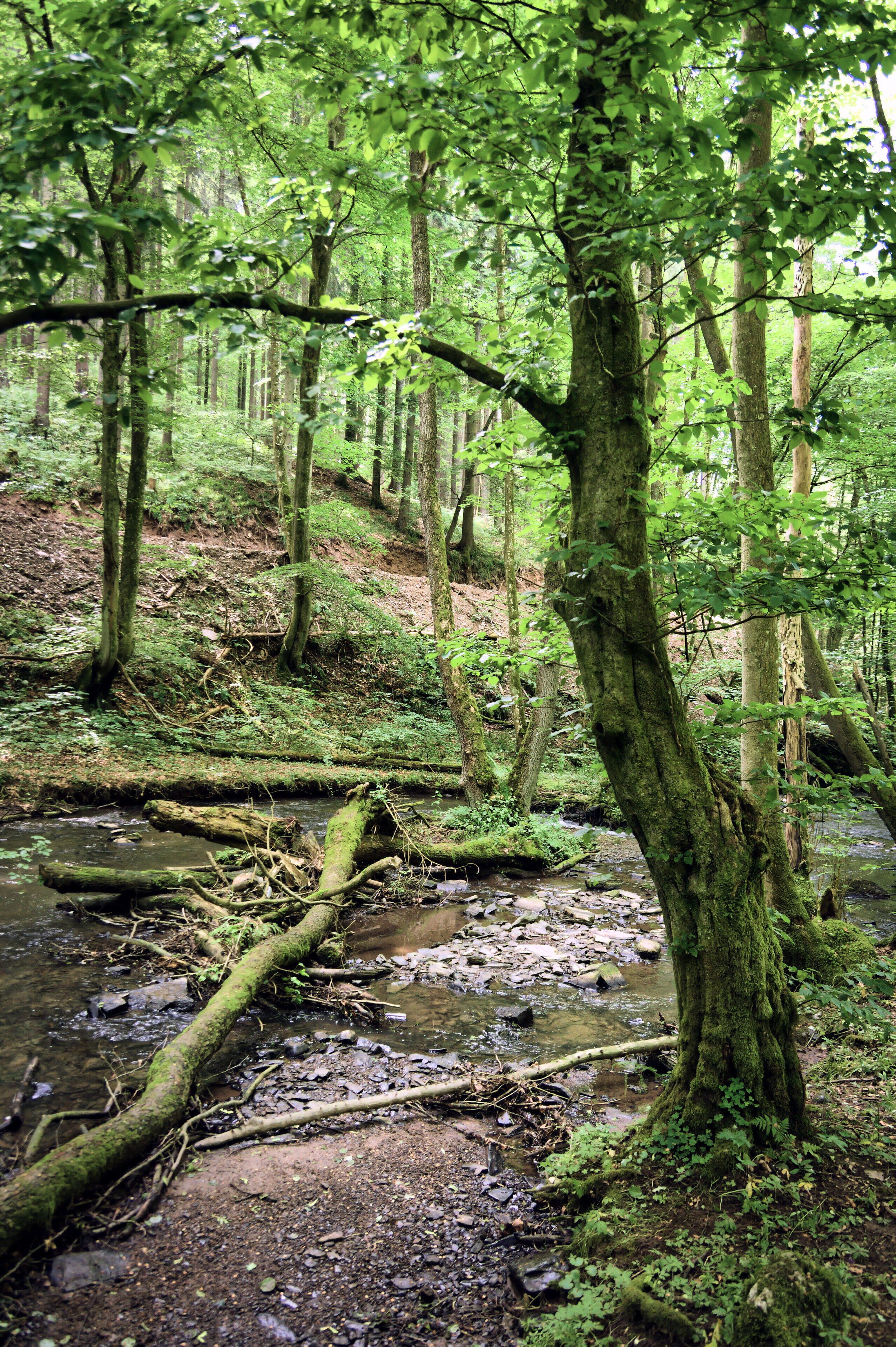 A forest stream with moss-covered trees and fallen branches.