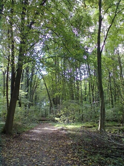 Waldweg - bei Bietigheim