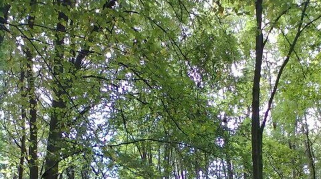 Waldweg - bei Bietigheim