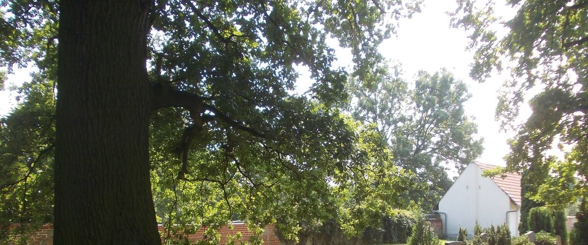 A grassy area with a large tree, a white building, and a brick wall.