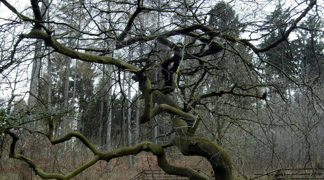 Als Naturdenkmal geschützte Süntelbuchen hinter dem Kriegerehrenmal von Hülsede und Meinsen am Rand des Süntels. (ND SHG 00035)