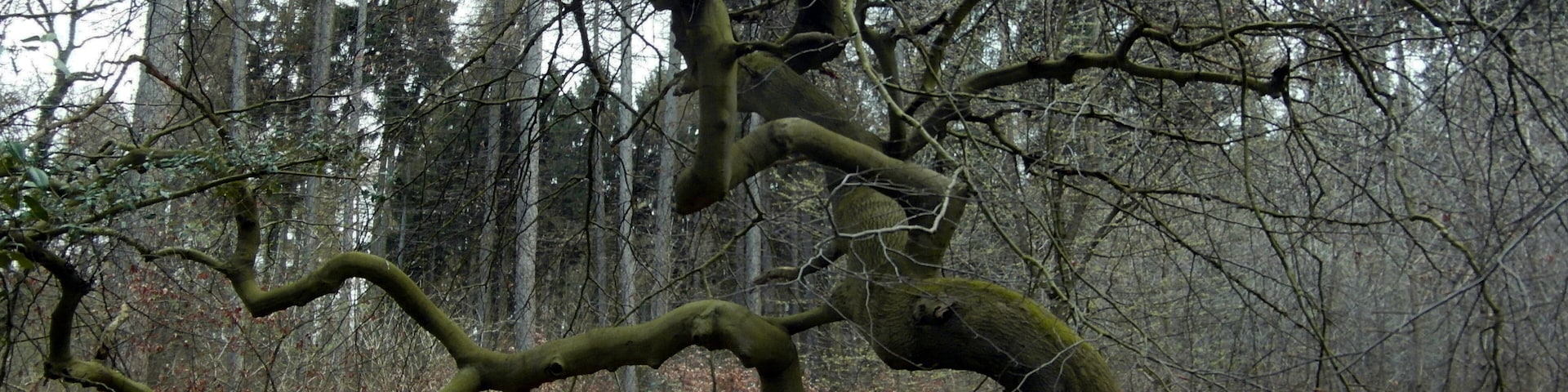 Als Naturdenkmal geschützte Süntelbuchen hinter dem Kriegerehrenmal von Hülsede und Meinsen am Rand des Süntels. (ND SHG 00035)