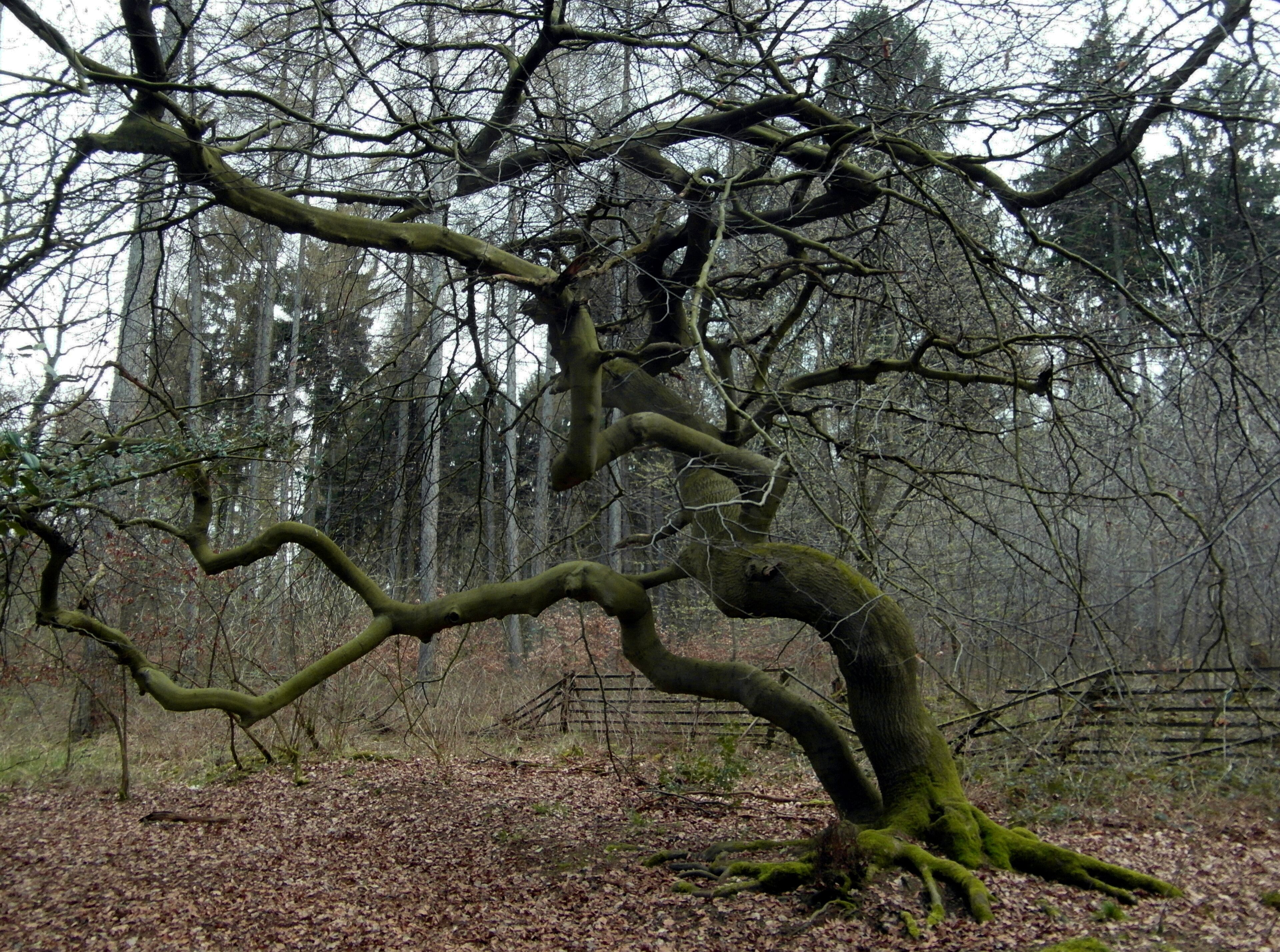 A twisted tree with exposed roots in a forest.