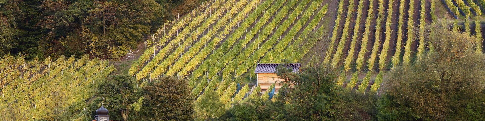 Vineyards on Falkenberg Mountain near Falkenstein Donnersdorf district Steigerwald Lower Franconia Franconia Bavaria Germany Europe PublicGround