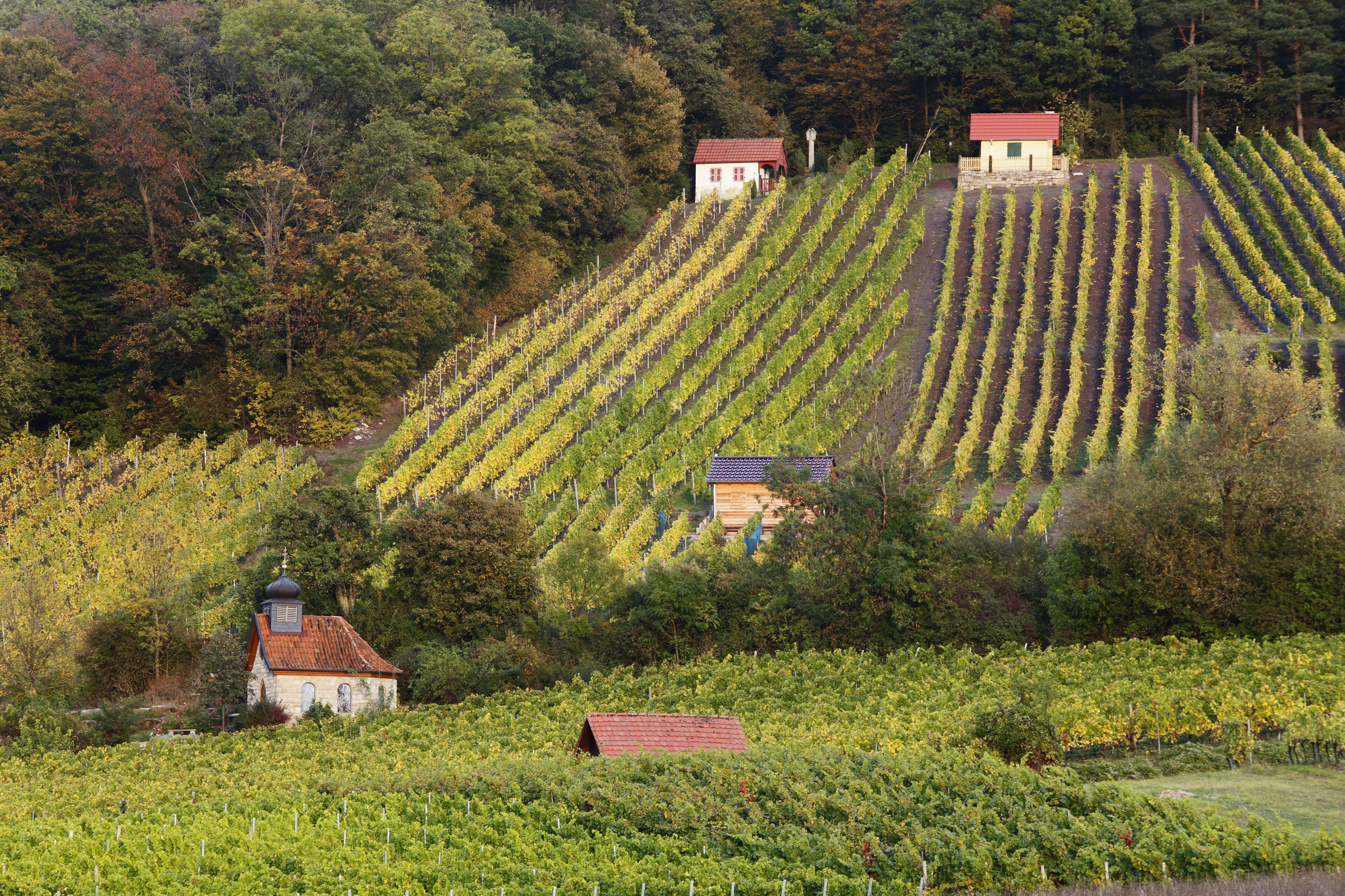 A vineyard with rows of grapevines and several small buildings.
