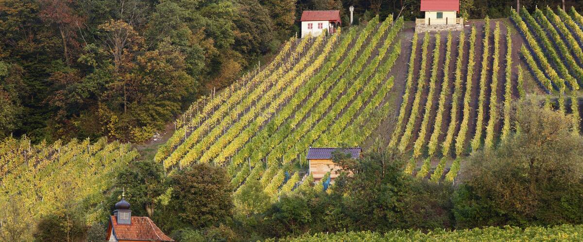 A vineyard with rows of grapevines and several small buildings.