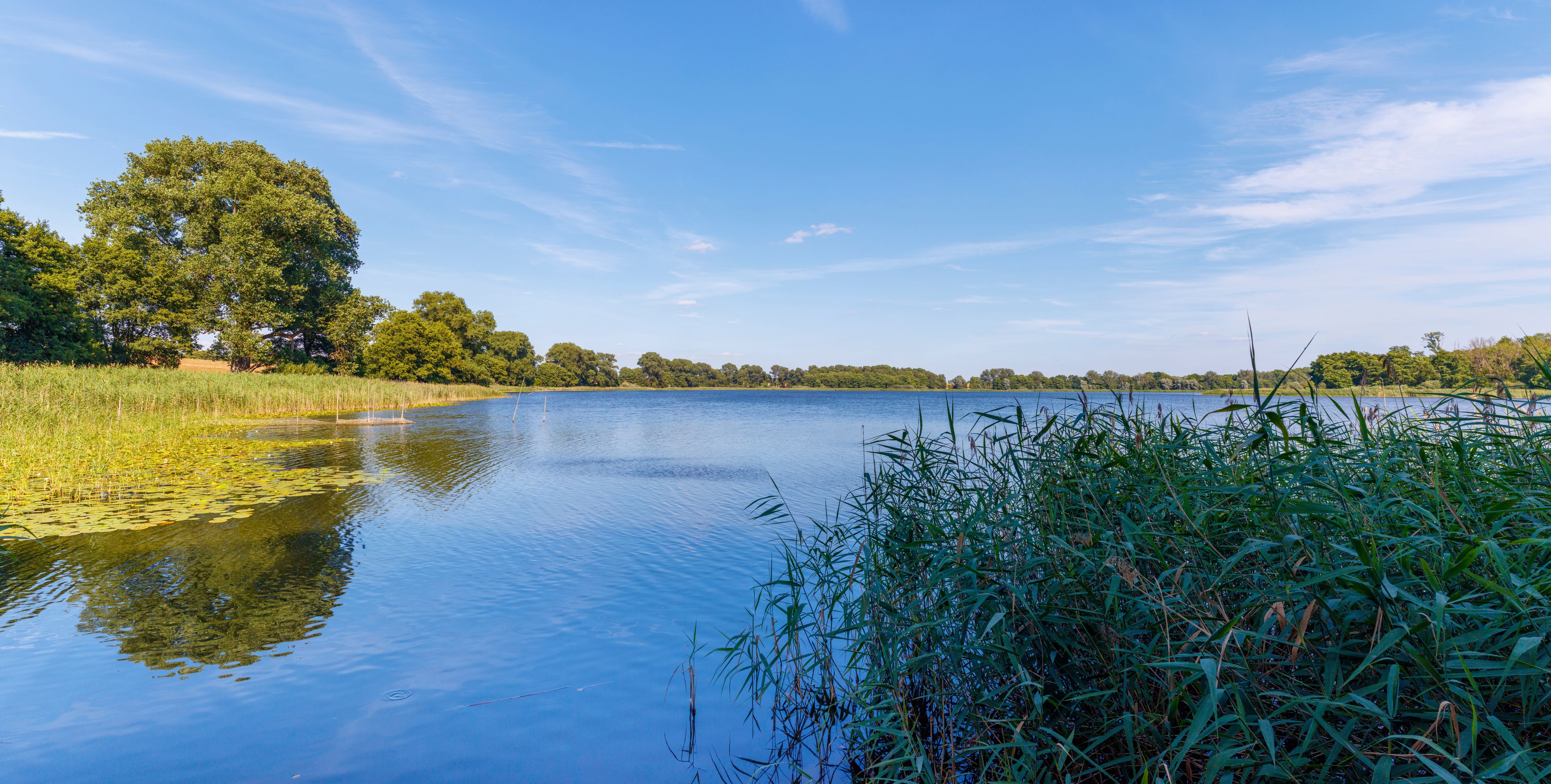A calm lake surrounded by trees and reeds.