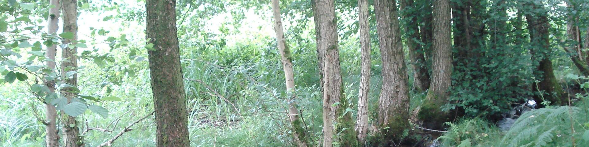 Der Große Roßbach südlich von Roßbach