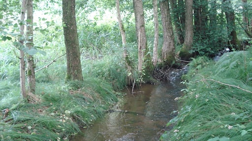 Der Große Roßbach südlich von Roßbach