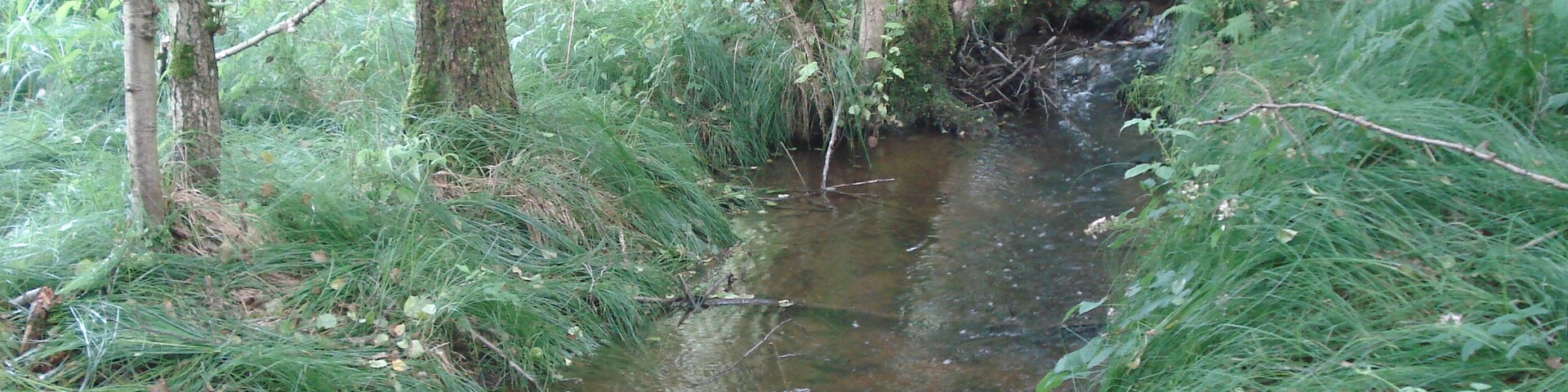 Der GroĂe RoĂbach sĂŒdlich von RoĂbach