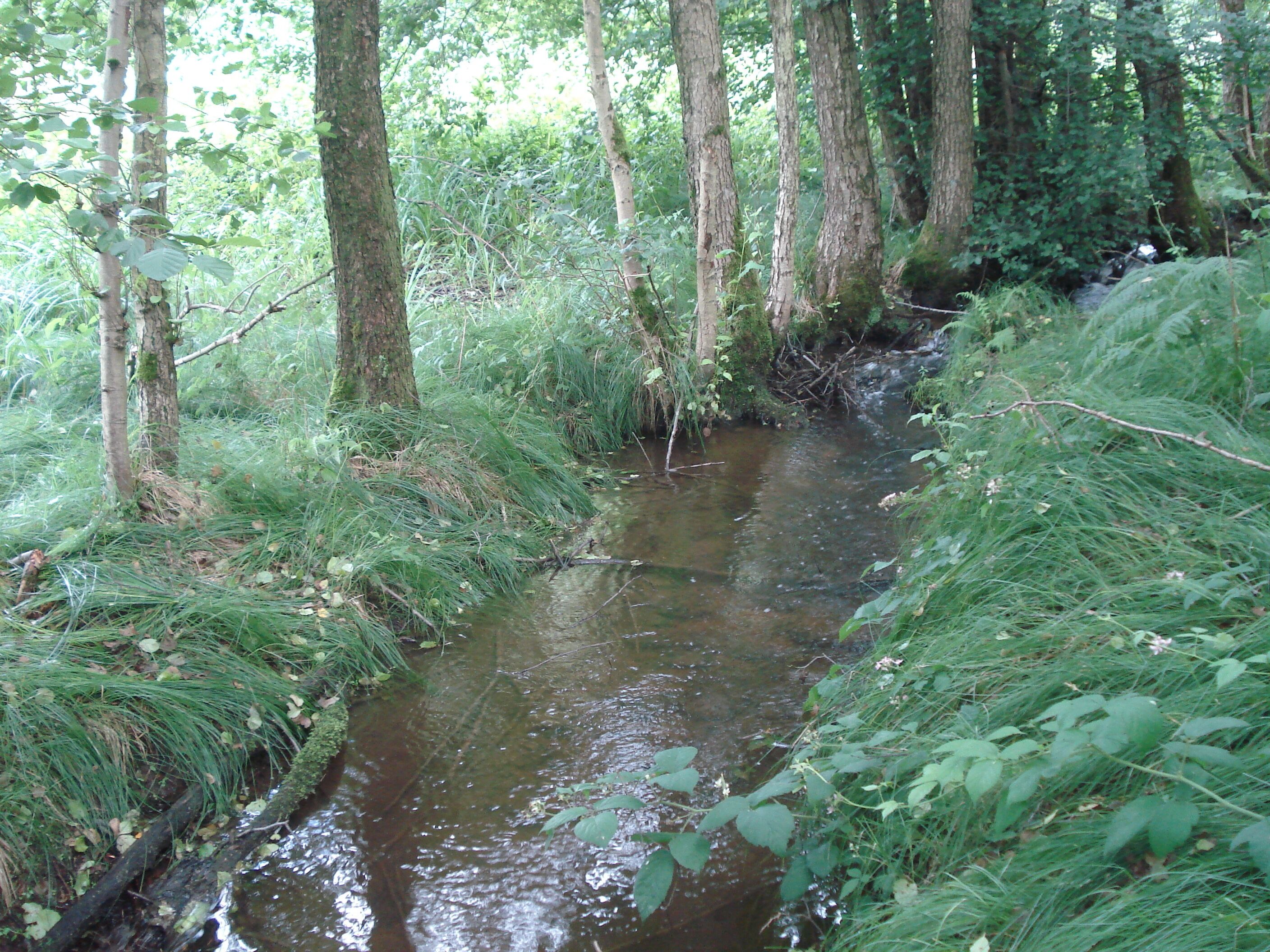 A narrow stream flowing through a dense forest with tall trees and lush greenery.