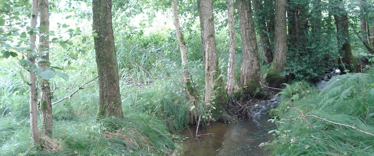 A narrow stream flowing through a dense forest with tall trees and lush greenery.