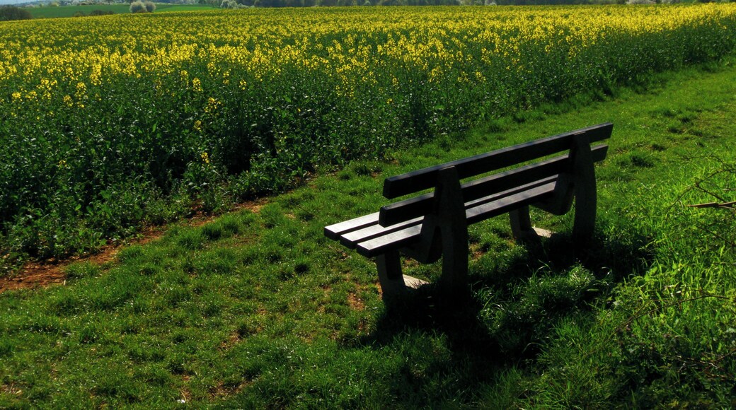 Bench In the Field Of Rape
