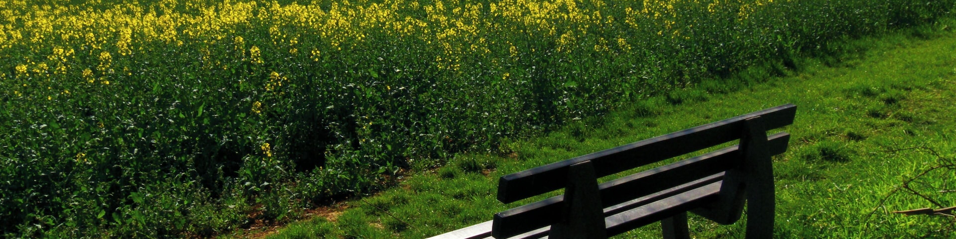 Bench In the Field Of Rape