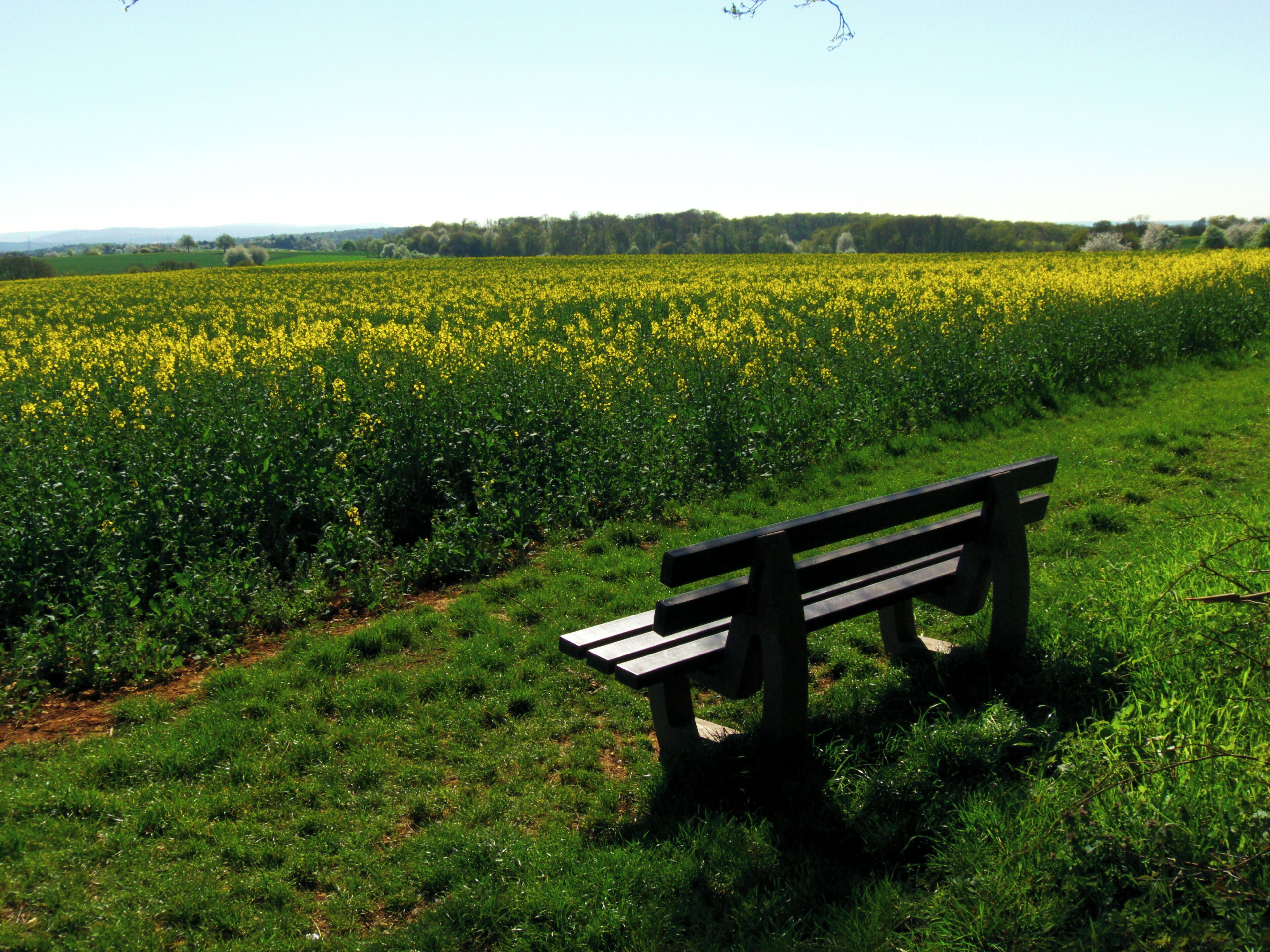 A bench in a field of yellow flowers with a forest in the background.