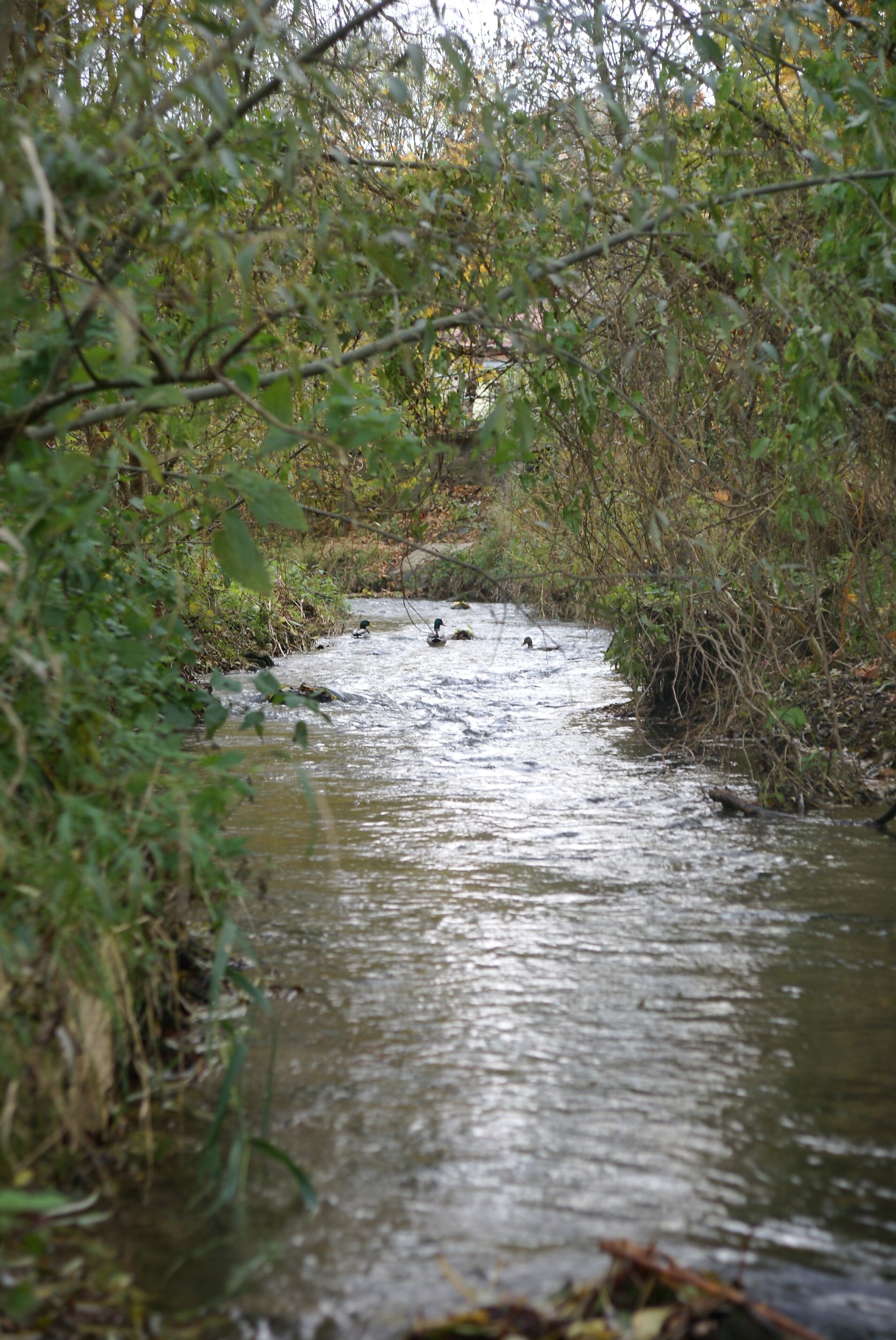 Die Weida in Schraplau
