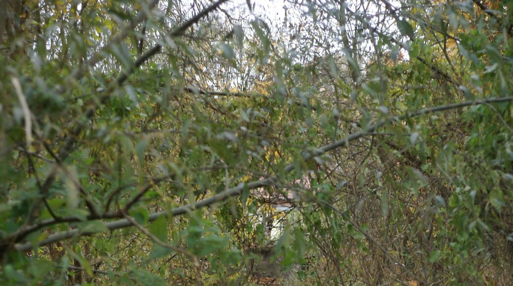 Die Weida in Schraplau