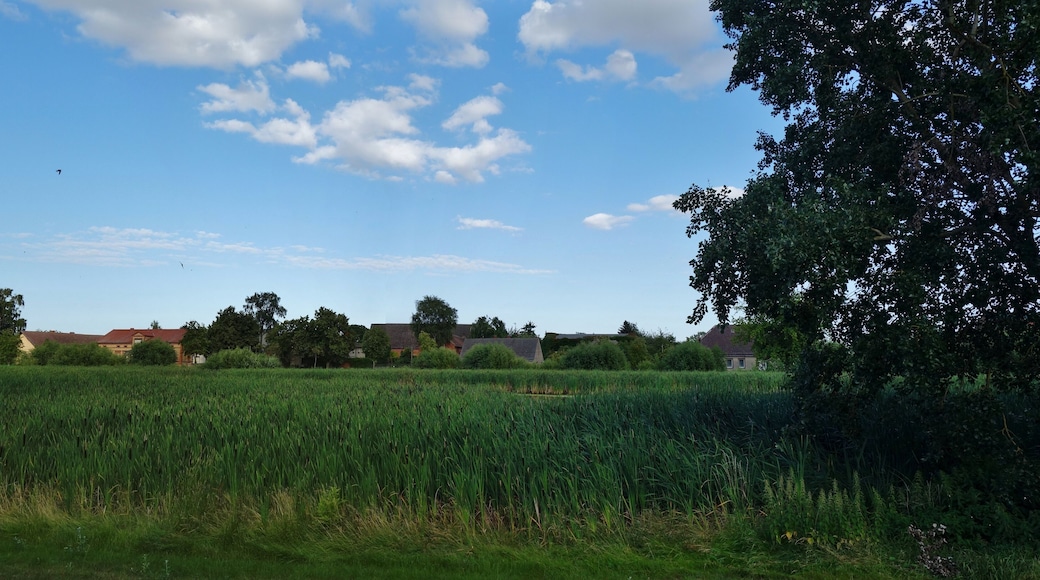 Village pond in Bandelow , Uckerland municipality, Uckermark district, Brandenburg state, Germany
