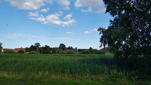 Village pond in Bandelow , Uckerland municipality, Uckermark district, Brandenburg state, Germany