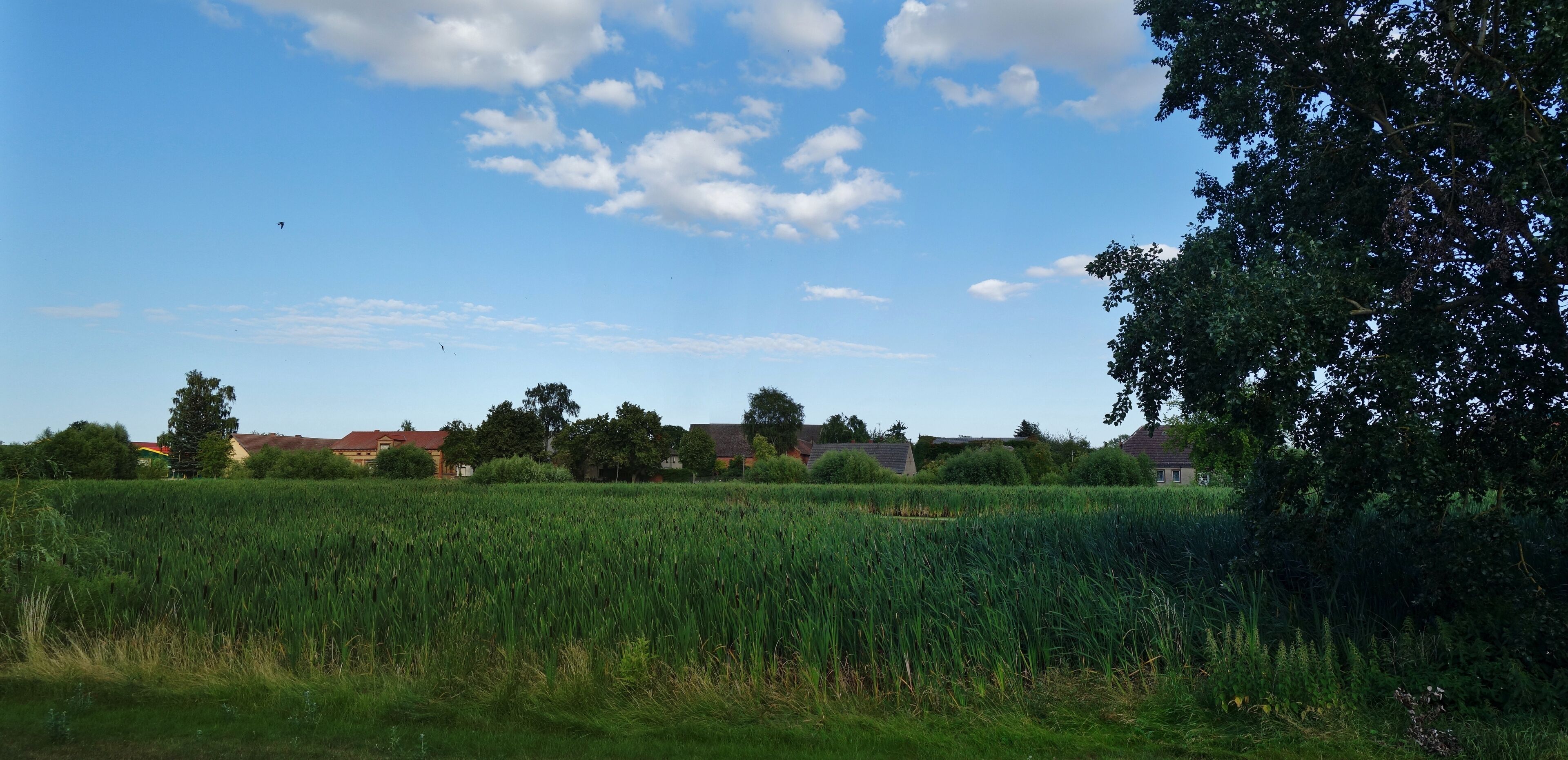 A rural landscape with a field of crops, trees, and houses under a blue sky with clouds.