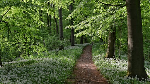 Hermannsweg im Teutoburger Wald zur Zeit der Bärlauchblüte; Natur- und Geopark TERRA.vita; Landschaftsschutzgebiet Teutoburger Wald
