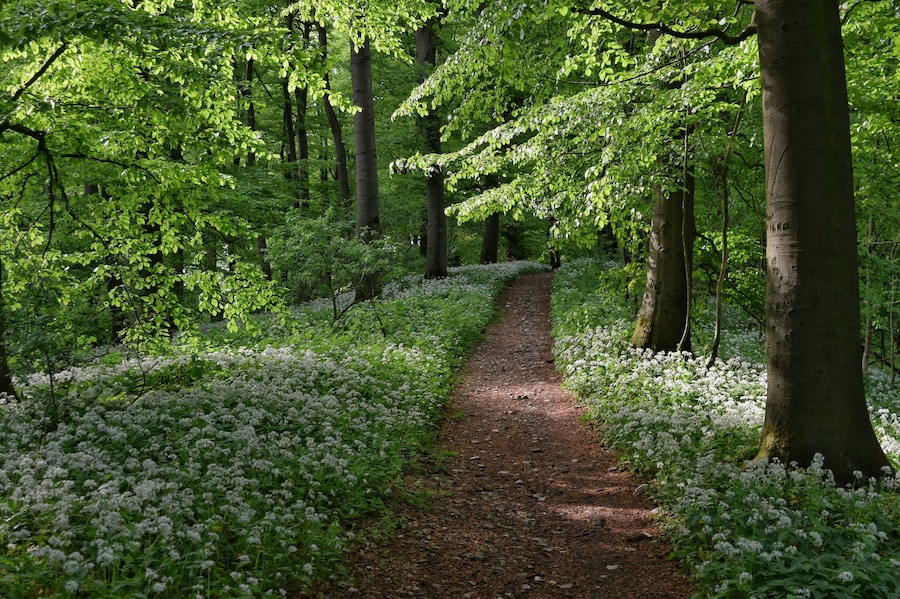 A forest path surrounded by white flowers and tall trees.