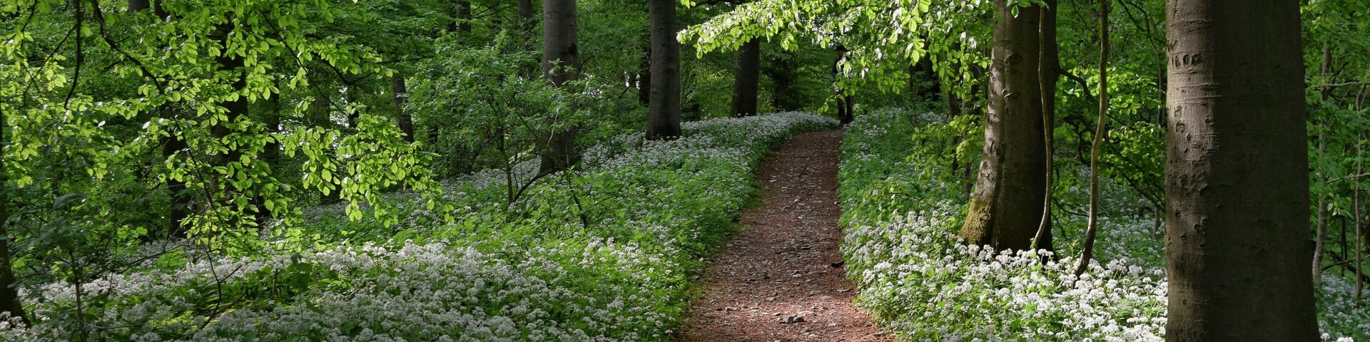 Hermannsweg im Teutoburger Wald zur Zeit der Bärlauchblüte; Natur- und Geopark TERRA.vita; Landschaftsschutzgebiet Teutoburger Wald