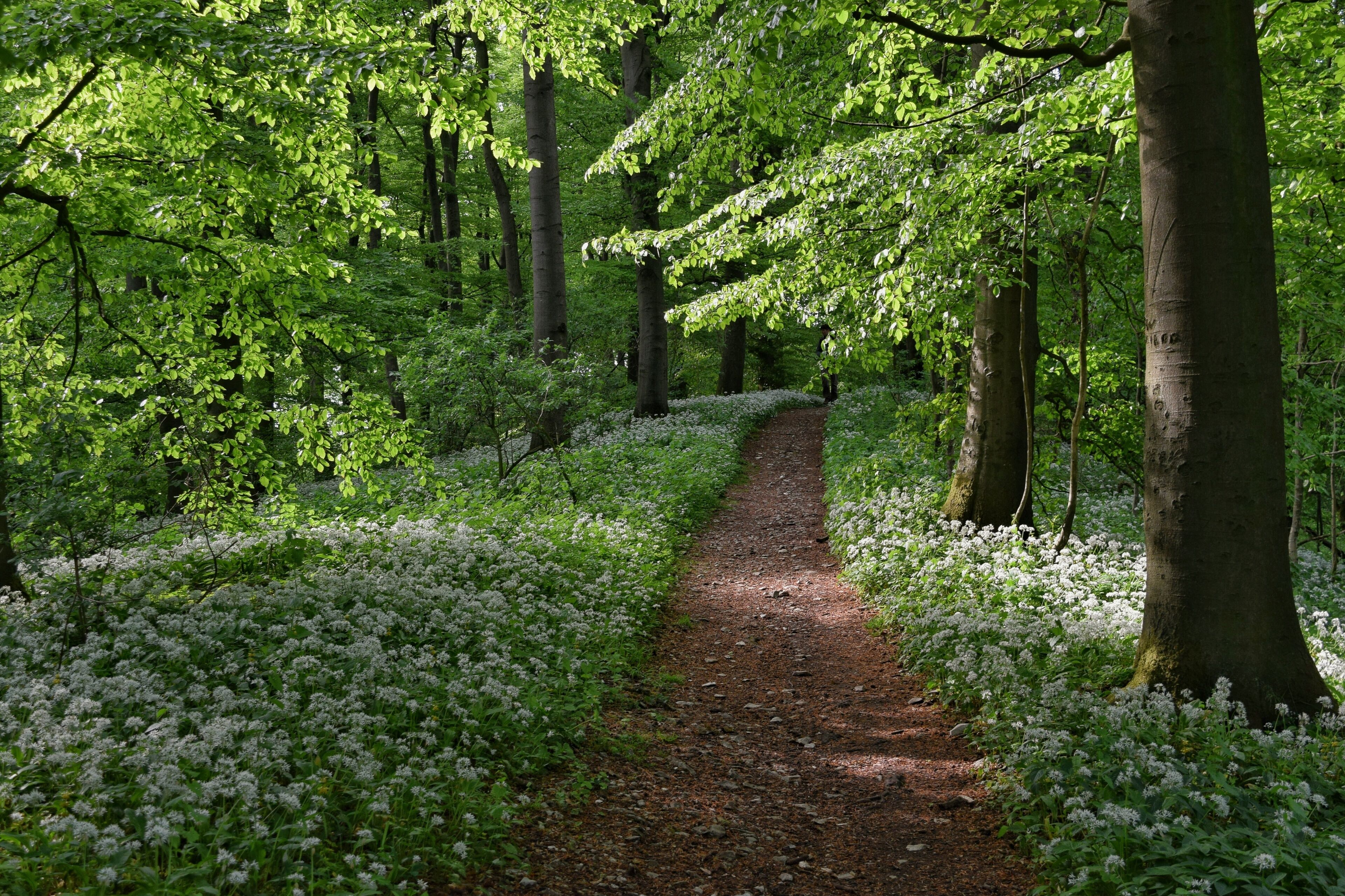 A forest path surrounded by white flowers and tall trees.