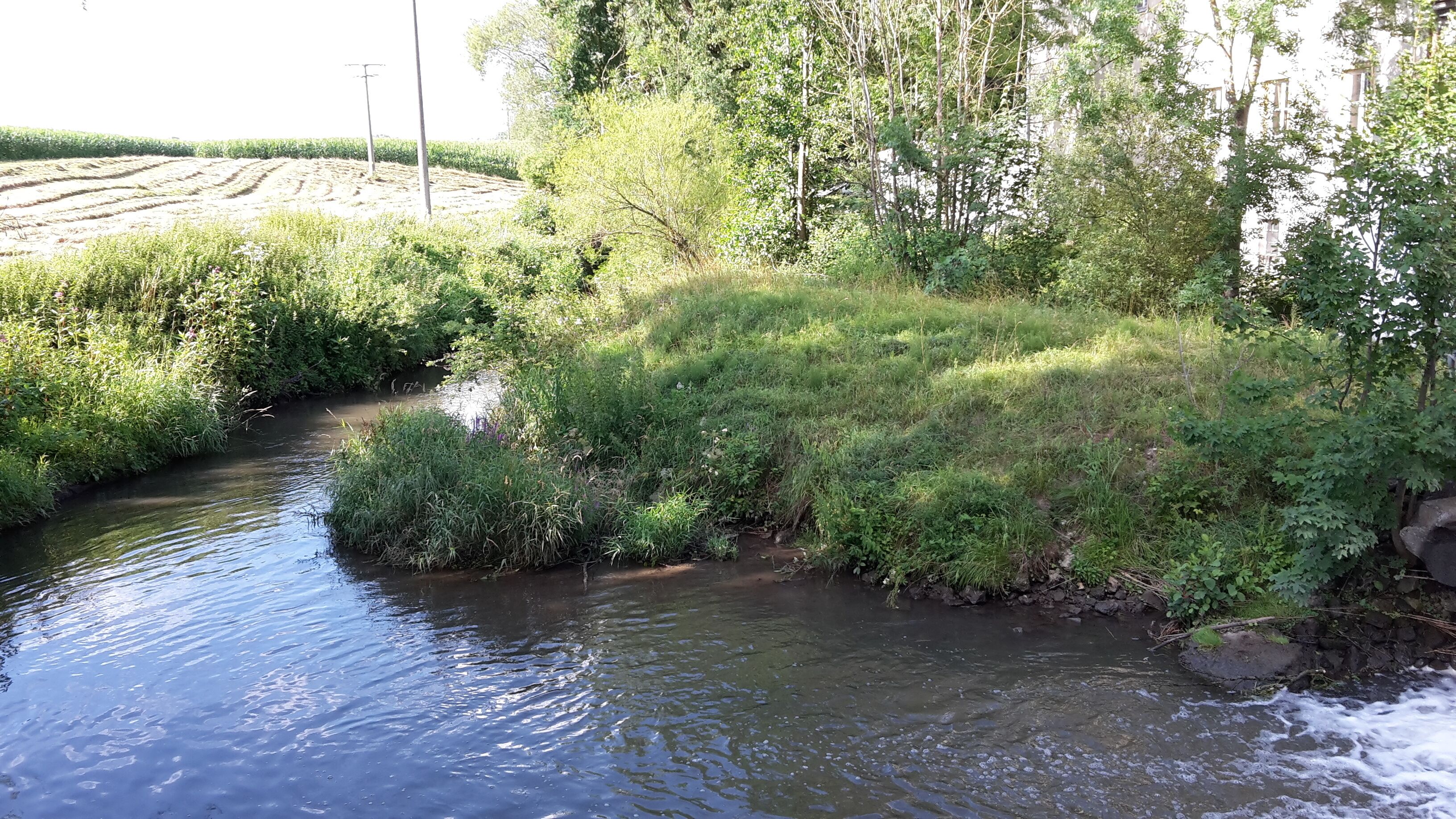 A narrow stream flowing through a lush green area with dense vegetation and trees.