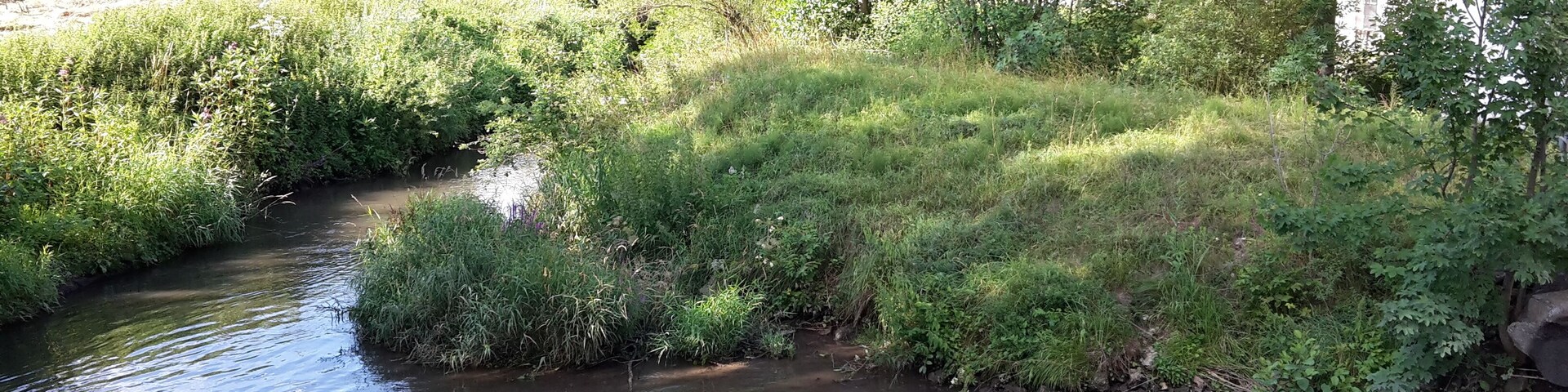 A narrow stream flowing through a lush green area with dense vegetation and trees.