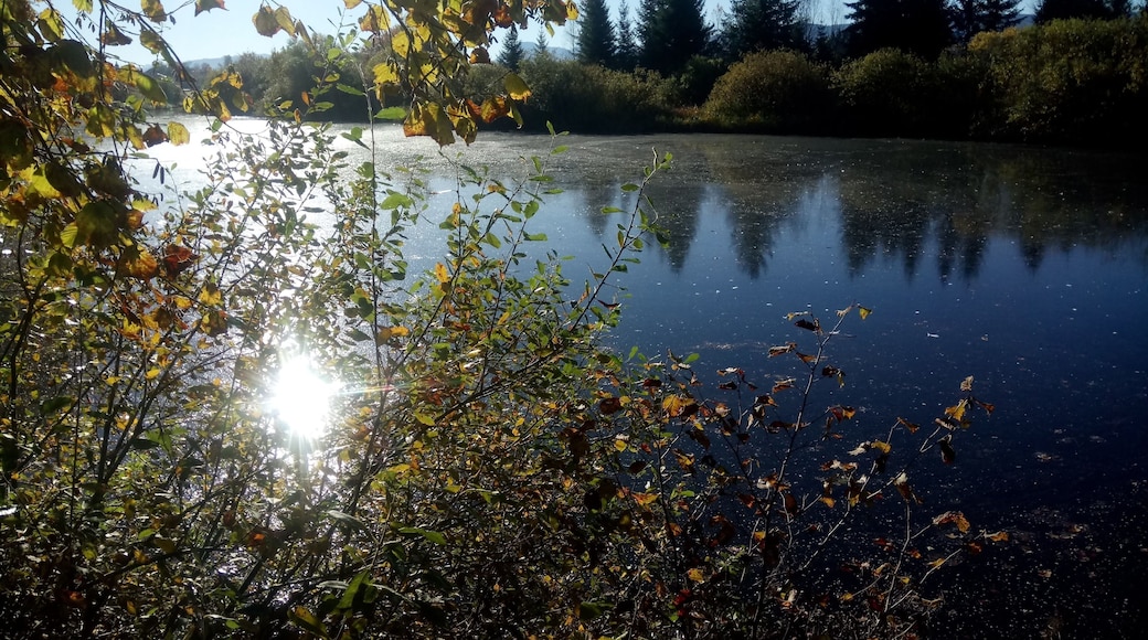 Mühlweiher (Reutberger Mühlbach), Bavaria