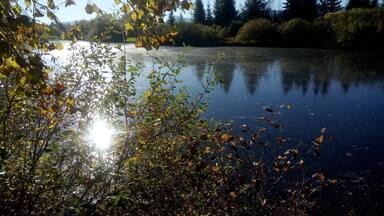 A calm lake with reflections of trees and sunlight.