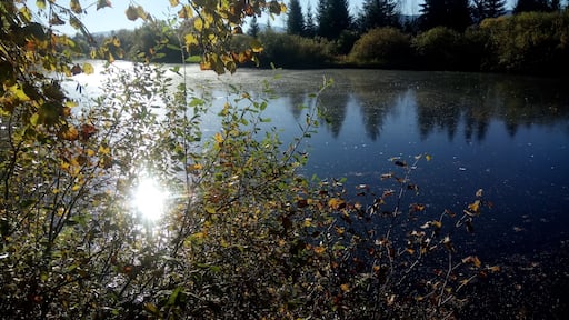Mühlweiher (Reutberger Mühlbach), Bavaria