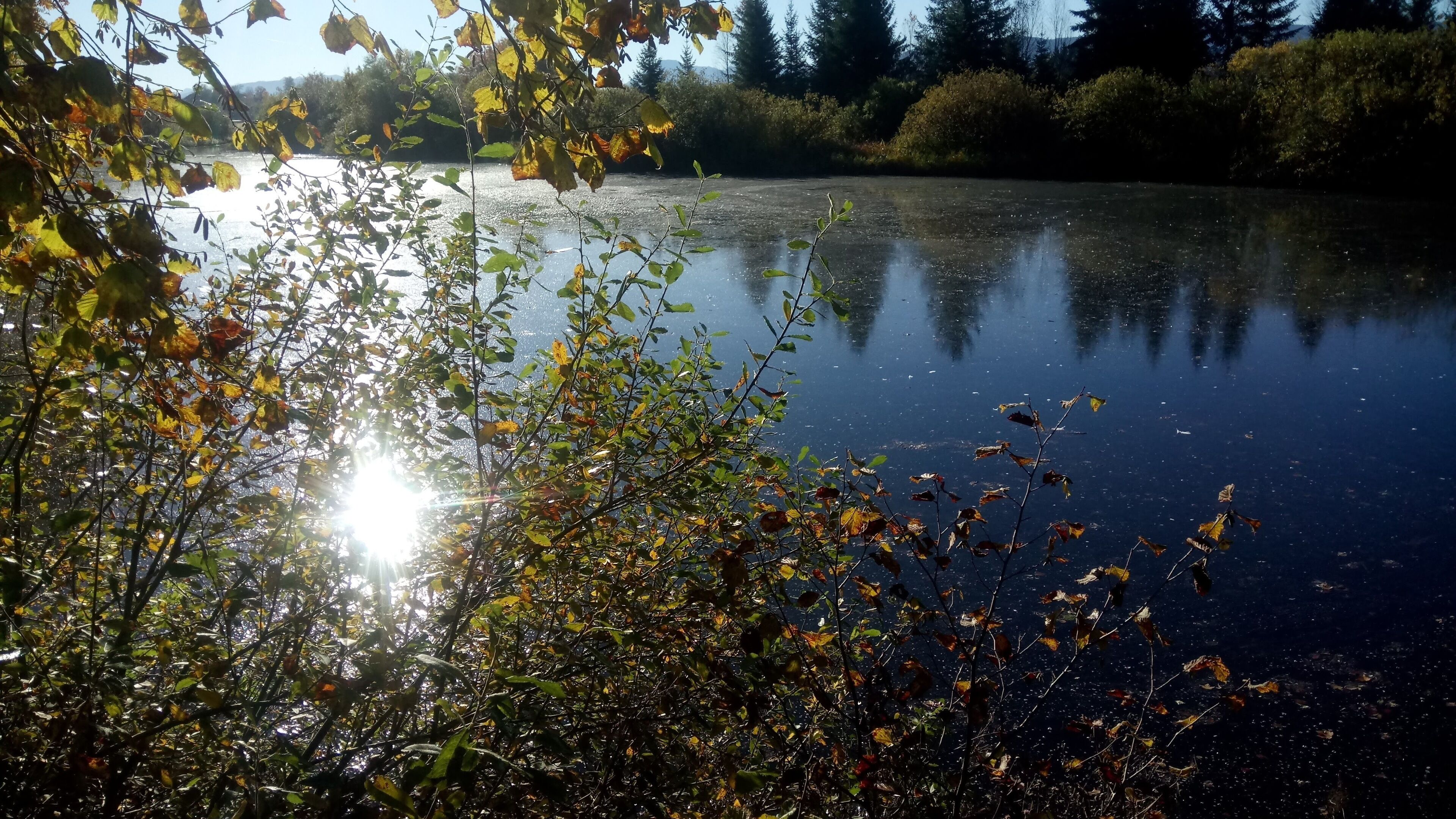 A calm lake with reflections of trees and sunlight.