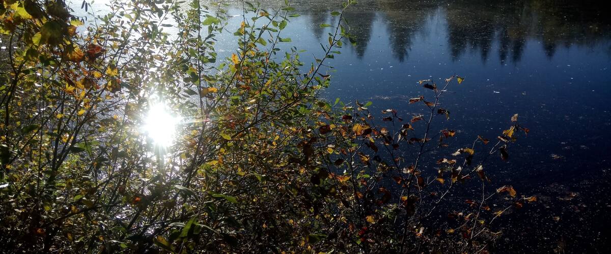 A calm lake with reflections of trees and sunlight.
