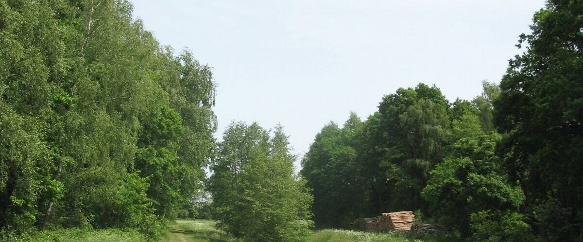A narrow waterway flanked by lush greenery and trees.