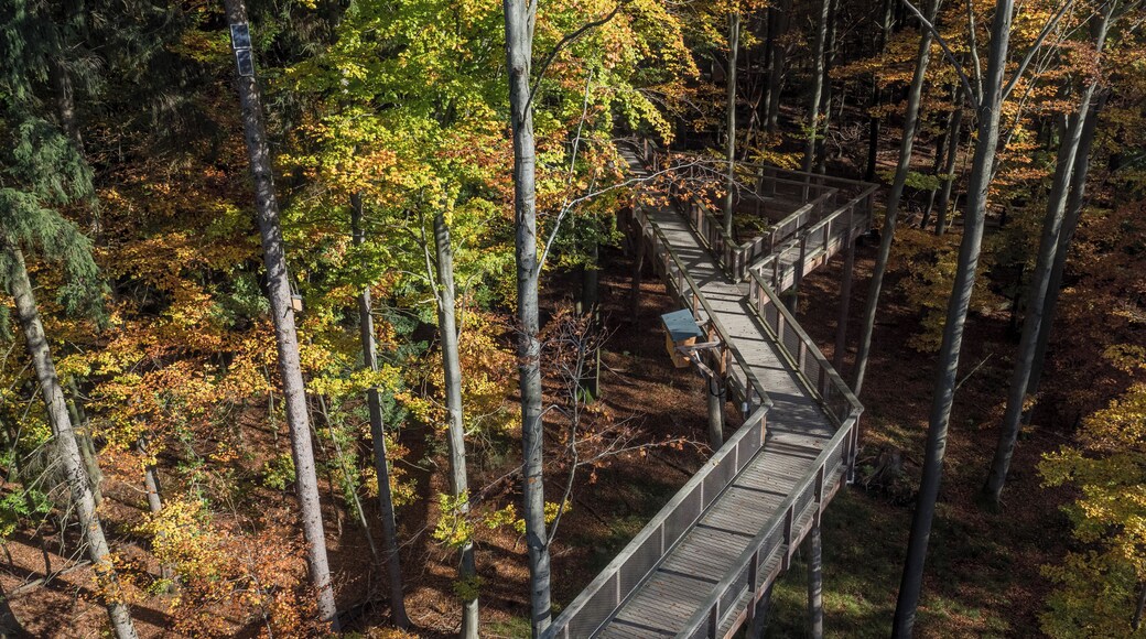 Treetop path Steigerwald near Ebrach