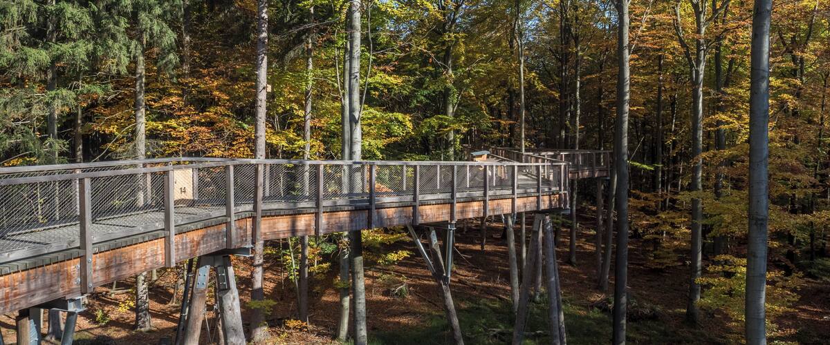Treetop path Steigerwald near Ebrach