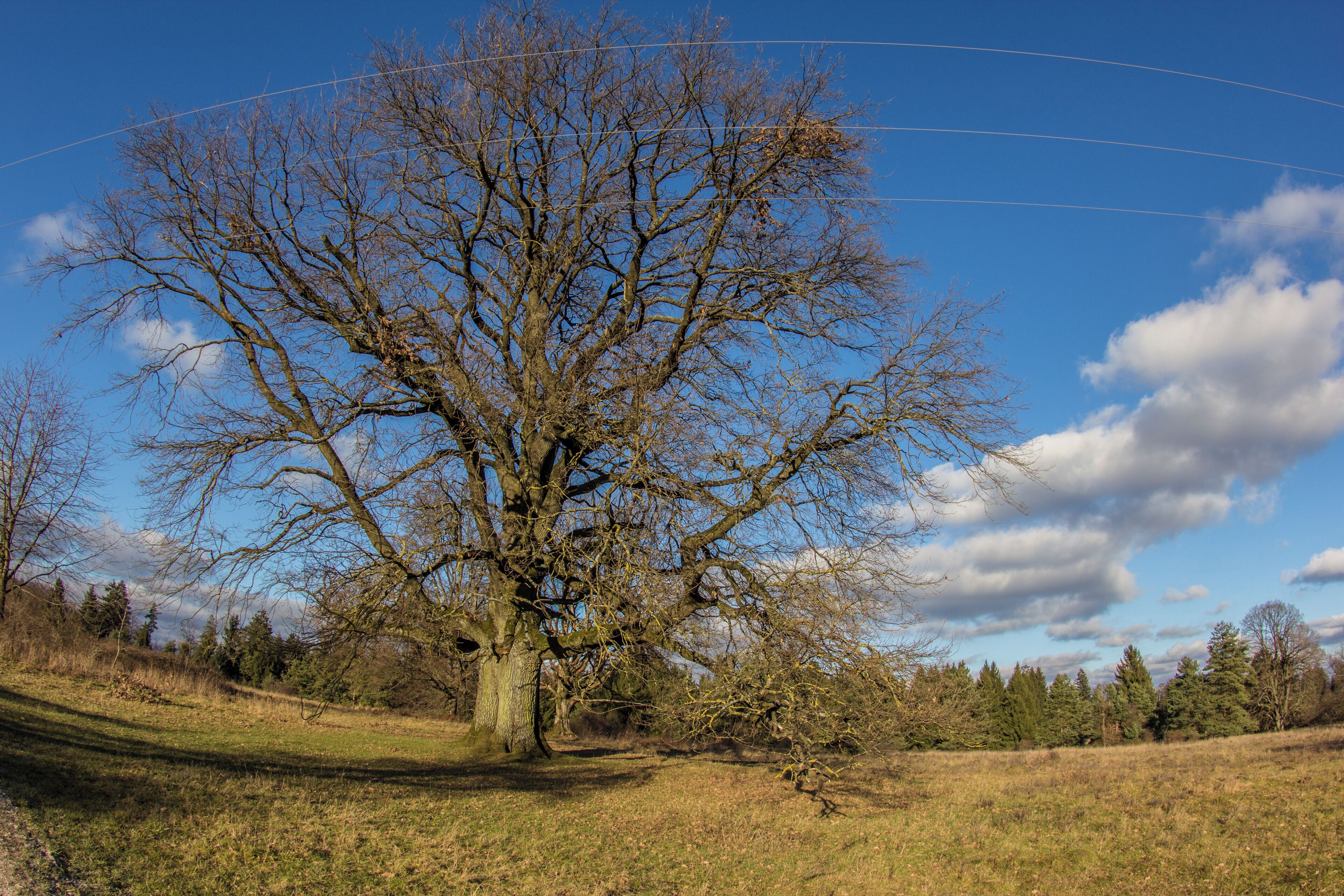 Klingenhofer Anger, Offenhausen, Eiche, ohne Laub