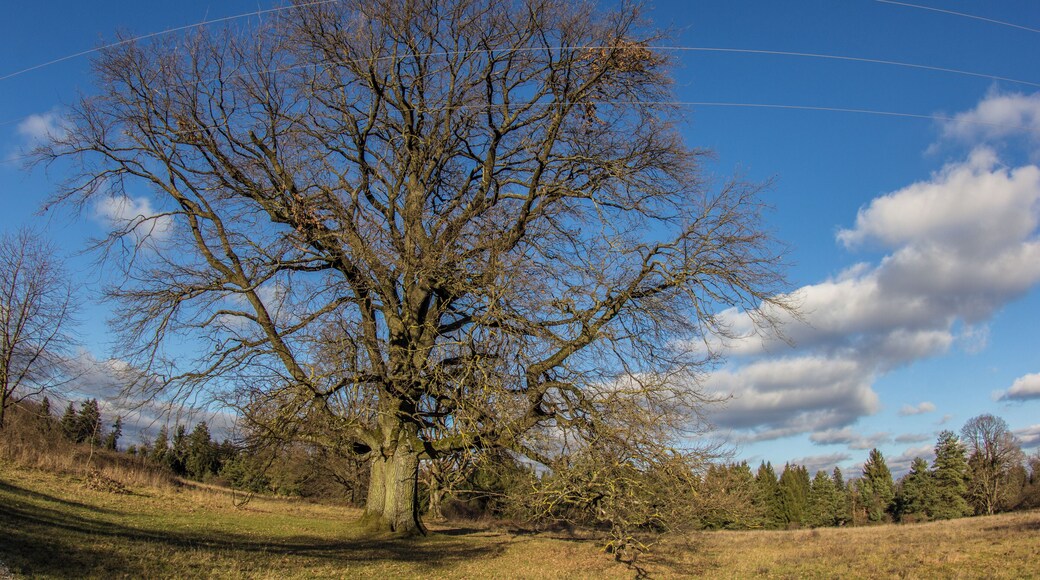 Klingenhofer Anger, Offenhausen, Eiche, ohne Laub