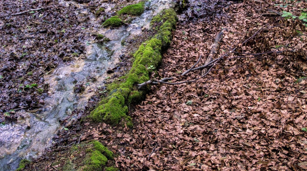 Steinerne Rinne bei Engelthal
