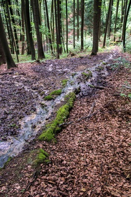 A forest with a stream, moss-covered rocks, and fallen leaves.