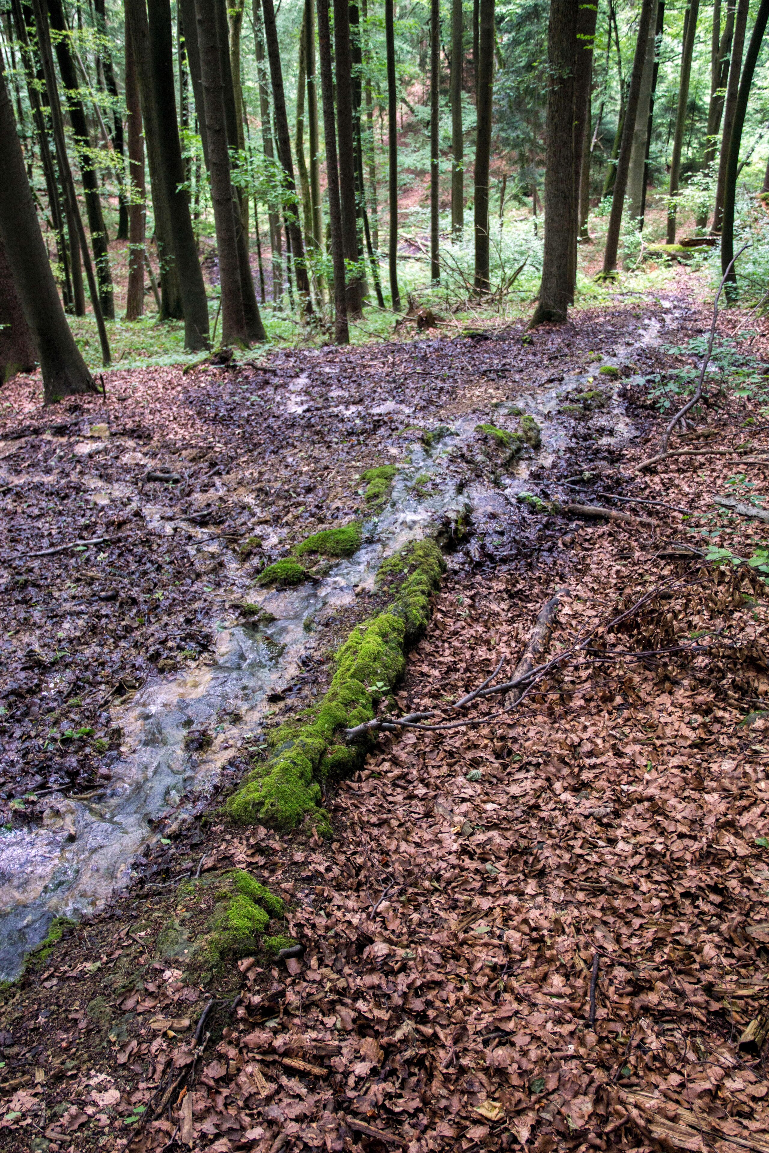 A forest with a stream, moss-covered rocks, and fallen leaves.